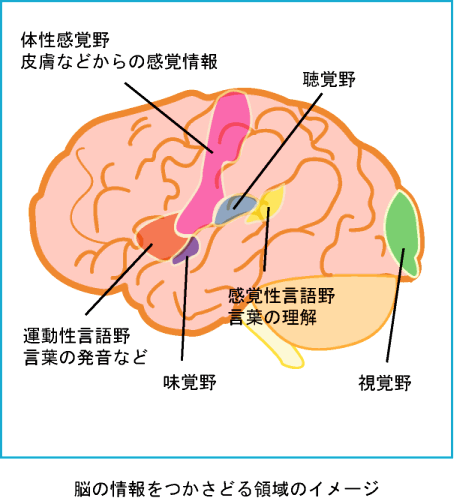 脳と五感